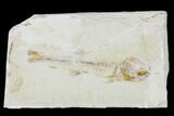 Jurassic Fossil Fish (Orthogoniklethrus) - Solnhofen Limestone #139370-1